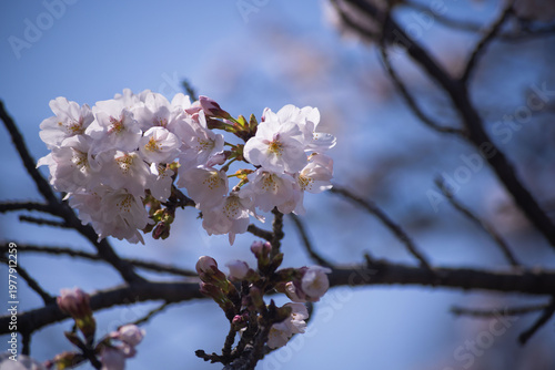 Cherry blossoms at the public park in Tokyo in spring