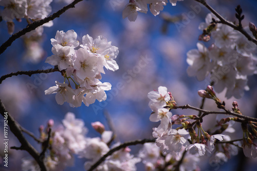 Cherry blossoms at the public park in Tokyo in spring
