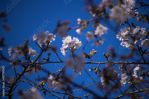Cherry blossoms at the public park in Tokyo in spring