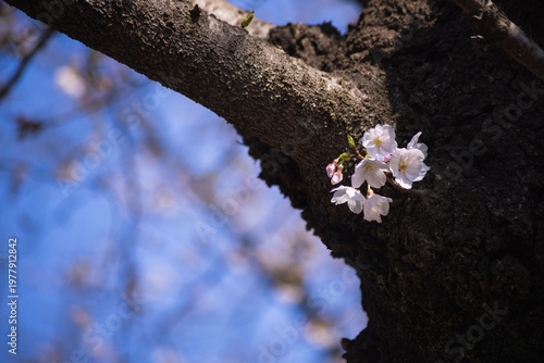 Cherry blossoms at the public park in Tokyo in spring