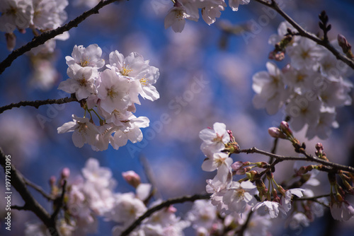 Cherry blossoms at the public park in Tokyo in spring