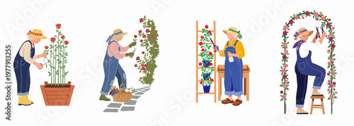 Set of senior women gardeners pruning and caring for beautiful roses in various garden settings, isolated on a white background.