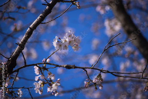 Cherry blossoms at the public park in Tokyo in spring