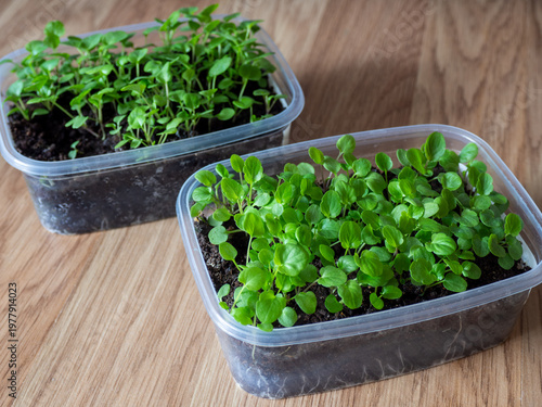 Young flower seedlings growing in plastic containers filled with soil on a wooden surface. Fresh green sprouts at early stage of plant growth