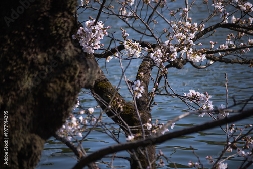 Cherry blossoms at the public park in Tokyo in spring