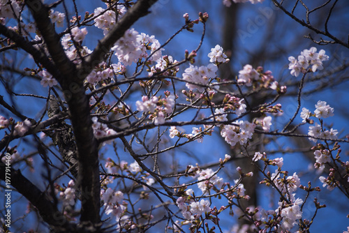 Cherry blossoms at the public park in Tokyo in spring