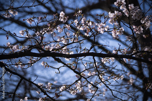 Cherry blossoms at the public park in Tokyo in spring