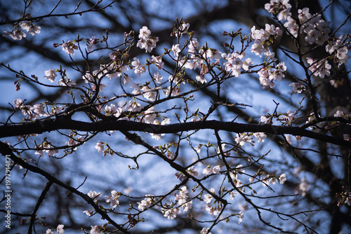Cherry blossoms at the public park in Tokyo in spring