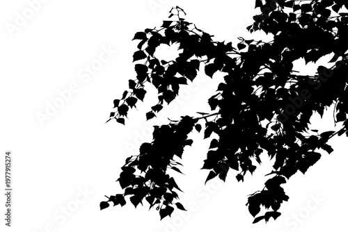 Vector photo of a birch branch in a natural forest landscape.