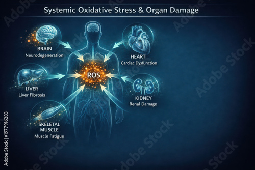 Systemic oxidative stress impacts various organs, leading to neurodegeneration, cardiac dysfunction, liver fibrosis, renal damage, and muscle