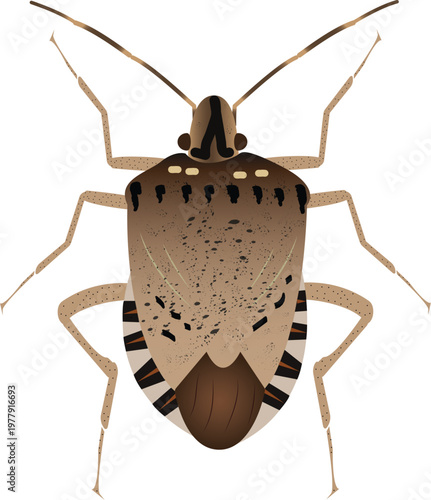 Detailed stink bug vector isolated on white background, ideal for pest control and entomology concepts.