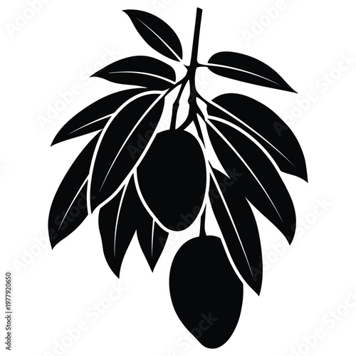 Mango fruit branch silhouette with hanging ripe mangoes and foliage.
