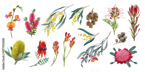 Fotografie Australian native flora watercolor set with banksia, golden wattle, waratah, desert pea and eucalyptus branches, isolated