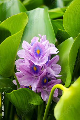 Bild auf Leinwand Portrait view of a Water Hyacinth or Eceng Gondok