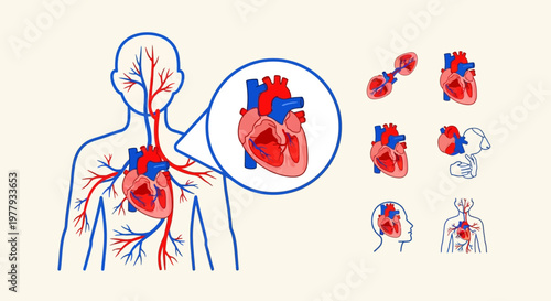 Human heart anatomy illustration showing cardiovascular system and blood circulation with detailed medical diagrams