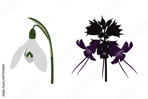 Snowdrop and purple flower illustration vector with snowdrop, silhouette