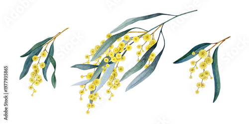 Golden wattle flowers, blooming branch isolated on background watercolor illustration set. Acacia pycnantha Golden wattle Australia native plant for floral decoration, branding, packaging design.