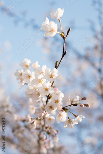 cherry tree blossom
