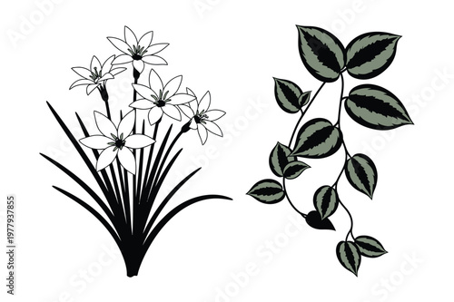 White star flowers and variegated vine leaves vector design with variegated