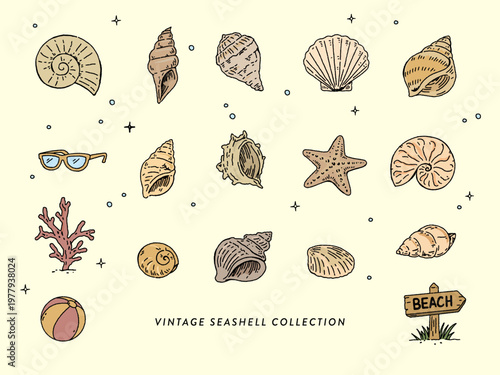 Vintage Seashell Collection