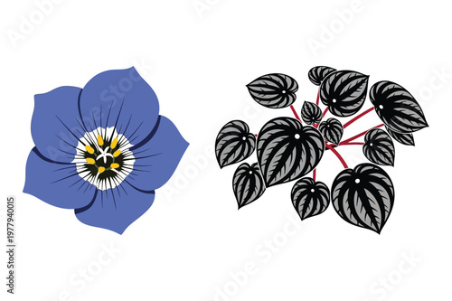 Blue petal flower and striped leaf plant vector illustration with illustration