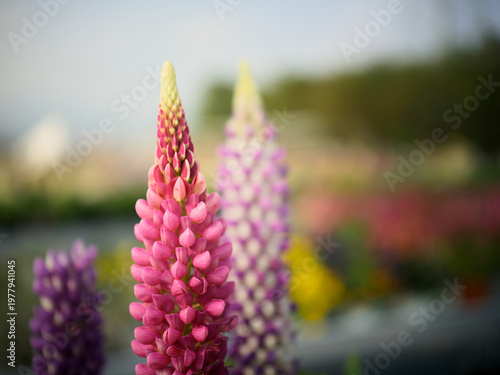 Tableau sur toile Lupin Flowers in Bloom