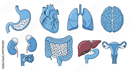 Collection of human internal organs illustrated in blue including stomach heart lungs brain kidneys intestines liver