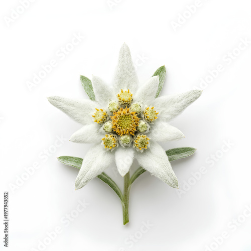 Closeup of a beautiful Edelweiss flower isolated on white background 44.