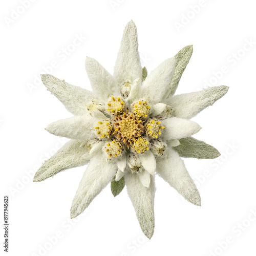 Closeup of a beautiful Edelweiss flower showcasing its delicate petals and intricate details 3.