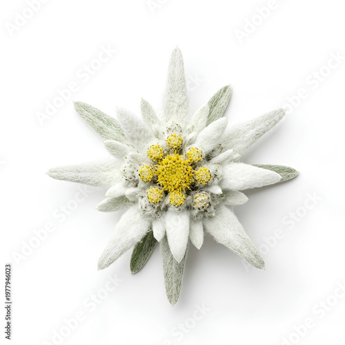 Closeup of a beautiful Edelweiss flower with a white background 1.