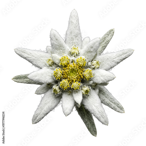 Closeup of a beautiful Edelweiss flower with starshaped petals and yellow center.
