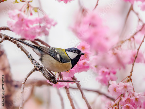 ピンクの枝垂れ桜に現れたシジュウカラ。春の風景。