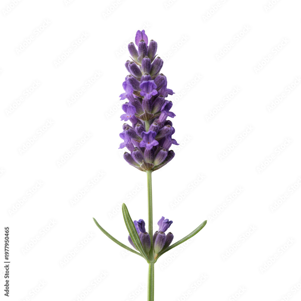 Obraz premium Single sprig of culinary lavender with vibrant purple floral buds and sage-green leaves against a stark white background in a minimalist botanical aesthetic