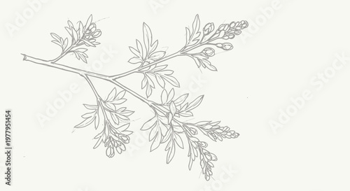 Delicate botanical illustration of a flowering plant branch.