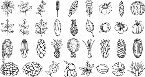 Black and White Line Art Vector Set of Various Fruits, Vegetables, Leaves, and Plants