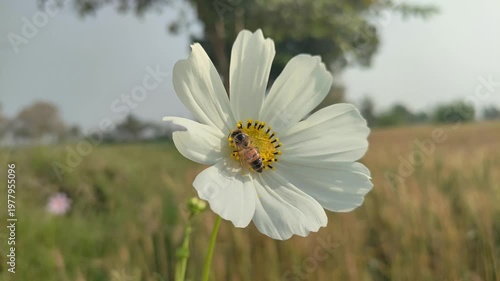 Bee Collecting Pollen from White Daisy Flower in Green Field For Nature Documentary