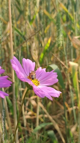 Bee Collecting Pollen from Pink Cosmos Flower in Green Grass Meadow