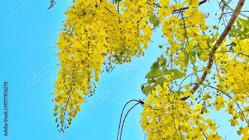 Golden shower tree flowers blooming under the bright blue sky, symbol of summer.