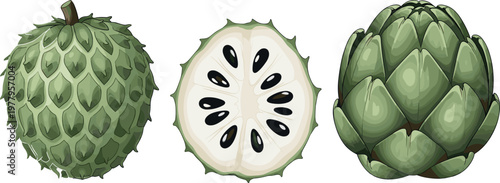 Custard apple fruit illustration with whole fruit cross section and segmented form realistic vector isolated on white background tropical food design