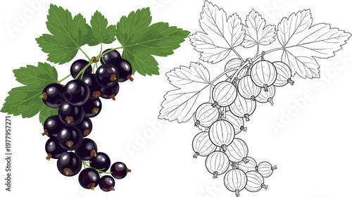 Blackcurrant berry branch vector set with colored and outline styles, fresh botanical fruit illustration isolated on light background