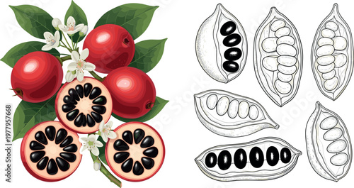Coffee plant vector set with ripe berries, sliced beans and botanical engraving elements, detailed illustration isolated on light background