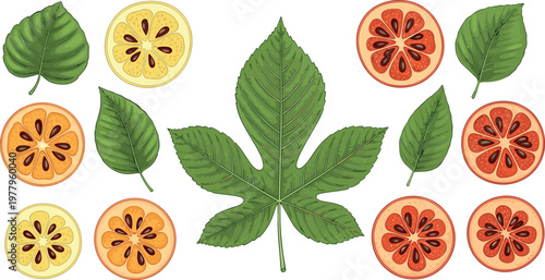 Bael fruit slices with leaves and botanical elements, tropical medicinal plant vector illustration set isolated on white background