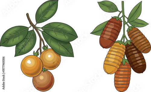 Argan tree fruits and seeds with leaves, natural oil plant botanical vector illustration set isolated on white background
