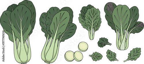 Bok choy vegetable illustration set with whole plants and cut pieces, fresh leafy greens in detailed vector style