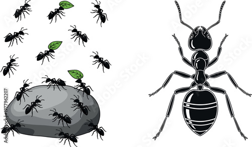 Ant colony vector illustration with detailed insect anatomy and swarm activity, black ants on rock and isolated design