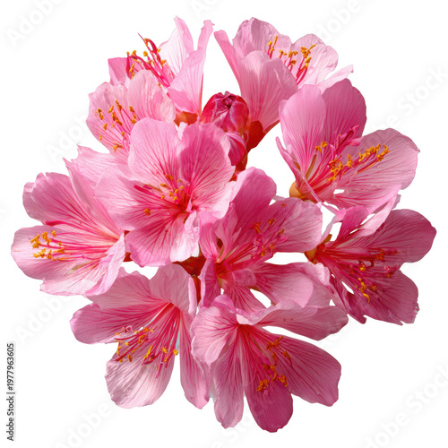Cluster of Soft Pink Cherry Blossom Flowers With Delicate Yellow Stamens on Dark Background blossoms, Isolated On Black Background, Png Transparent Background, Cut Out