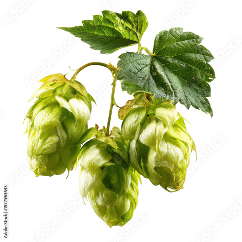 Fresh green hops cluster with pale yellow conical flowers and broad serrated leaves on dark background, Isolated On Black Background, Png Transparent Background, Cut Out