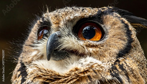 Close-up of a brown owl's face.