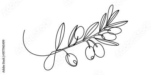 A minimalist single line drawing illustration of an olive branch featuring leaves and ripe fruit Vector, illustration