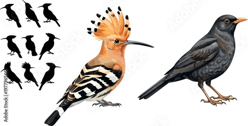 Bird illustration set with hoopoe blackbird silhouettes and detailed realistic styles wildlife vector collection isolated background